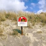 lifebuoy, nature, life ring-3237726.jpg