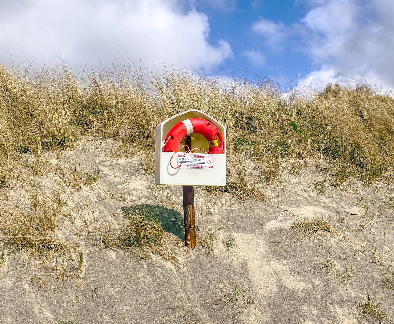 lifebuoy, nature, life ring-3237726.jpg